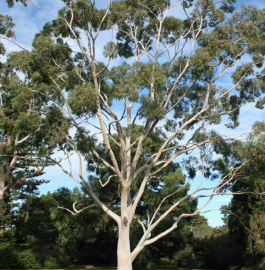 Organic Eucalyptus citrodora 30ml essential oil